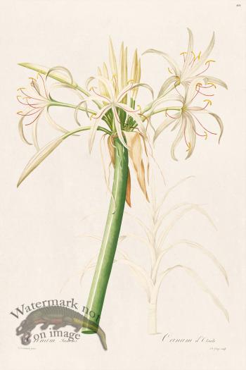 Les Liliacees Redoute 408